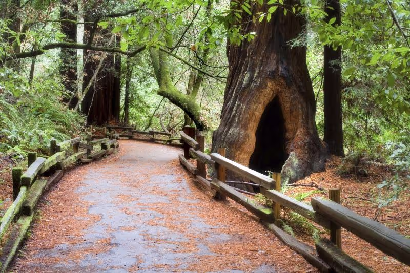 San Francisco Private Tour - Muir Woods