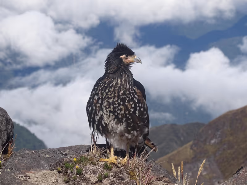 Quito Private Tour - Carunculated Caracara