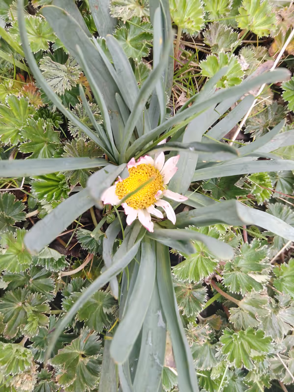 Quito Private Tour - Flower of the Páramo