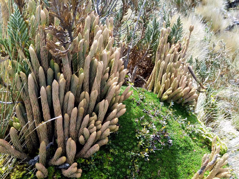 Quito Private Tour - Plants of the high Andes