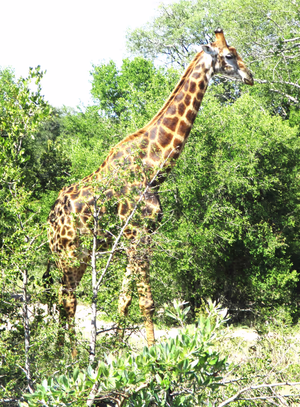 Johannesburg Private Tour - Giraffe