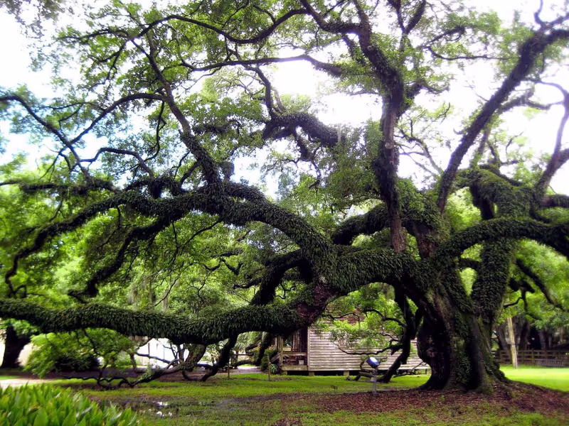 New Orleans Private Tour - 