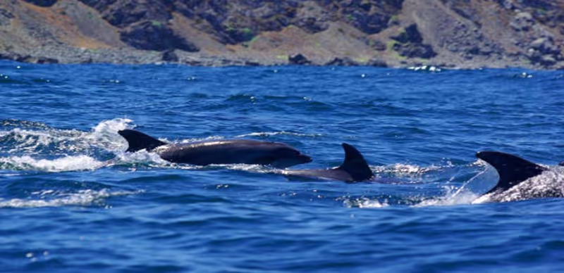 La Serena Private Tour - Dolphins