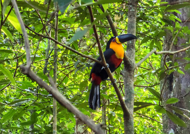 Rio de Janeiro Private Tour - Toucan: Vibrant colors