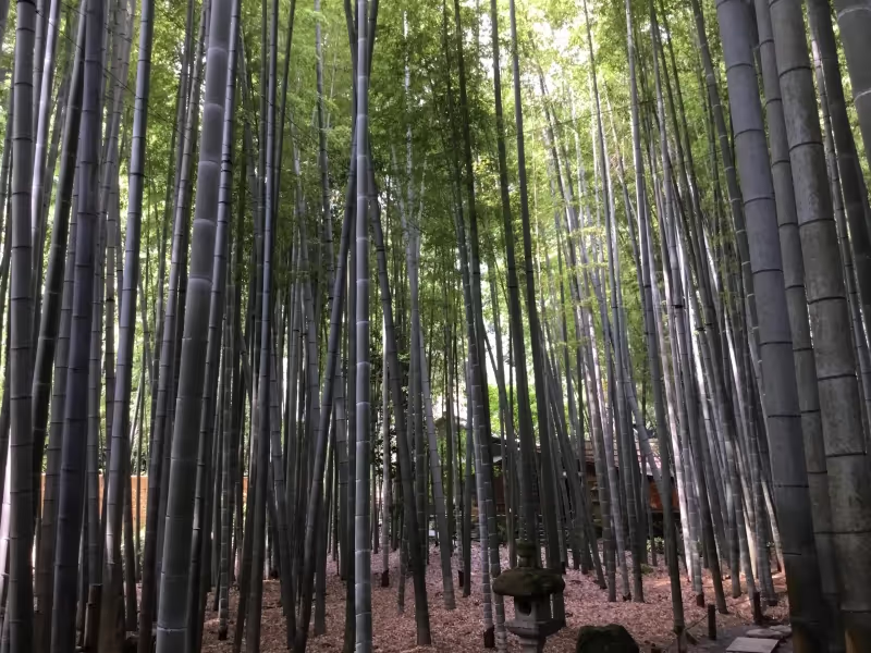 Kamakura Private Tour - Bamboo garden in Hokokuji temple