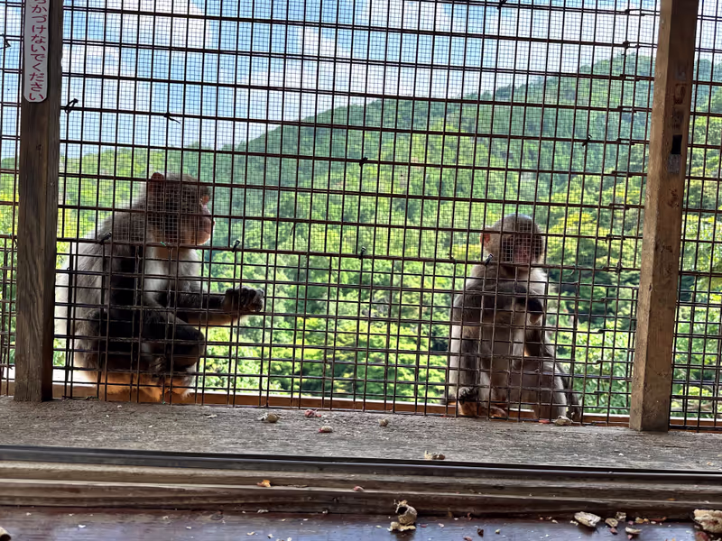 Kyoto Private Tour - watching the monkeys
