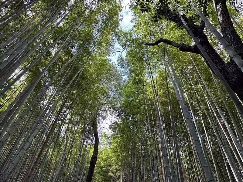 Kyoto Private Tour - bamboo forest