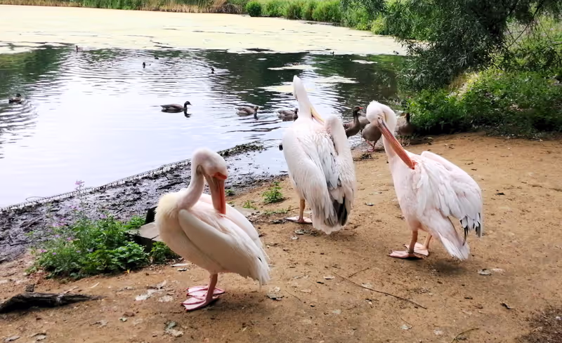 London Private Tour - Pelicans in St. James's Park