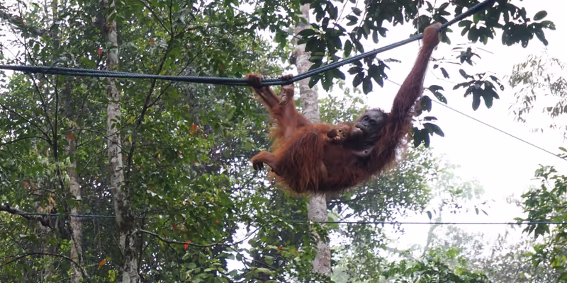 Sarawak Private Tour - Orang-utan mother and baby