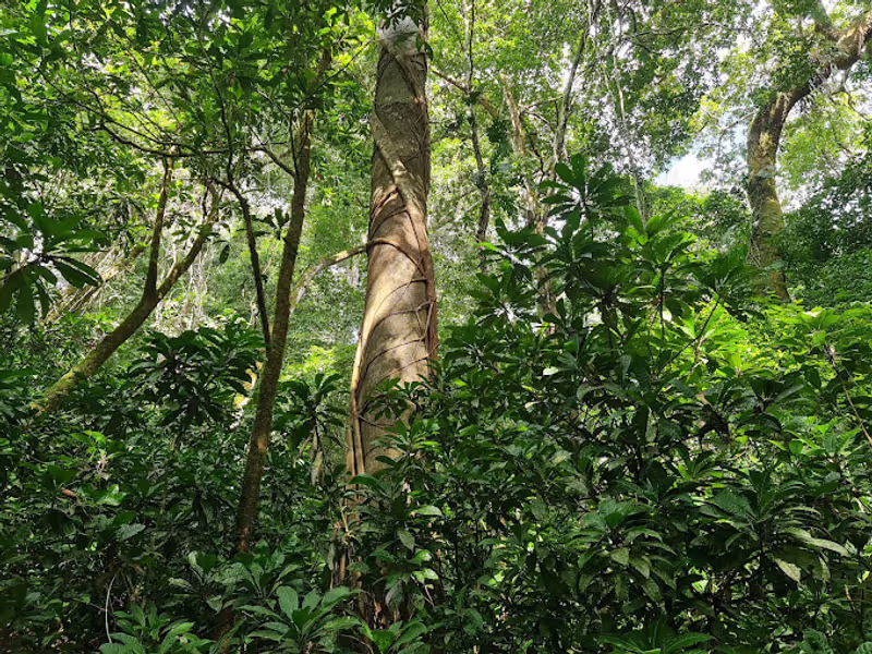 San Jose Private Tour - Typical Rainforest