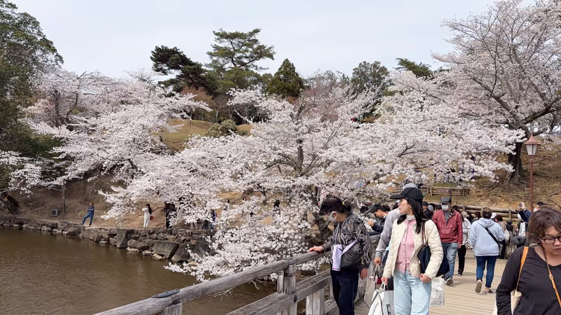 Nara Private Tour - Nara park in cherry blossom season