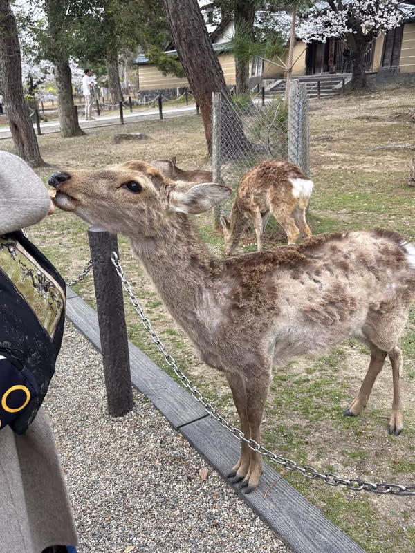 Nara Private Tour - Deer feeding in Nara park