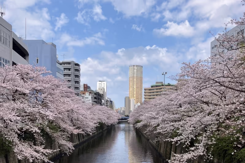 Tokyo Private Tour - Cherry Blossom on Meguro River