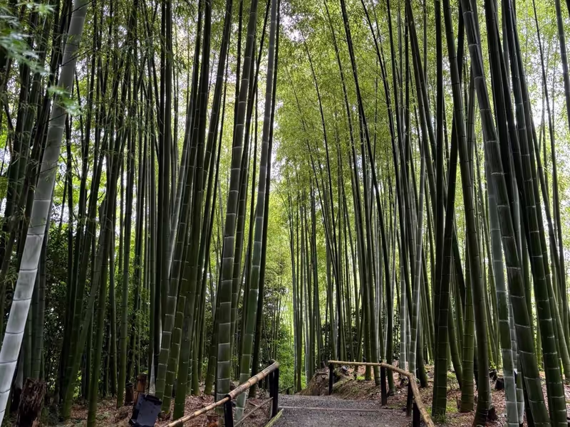Kyoto Private Tour - Kodaiji Temple