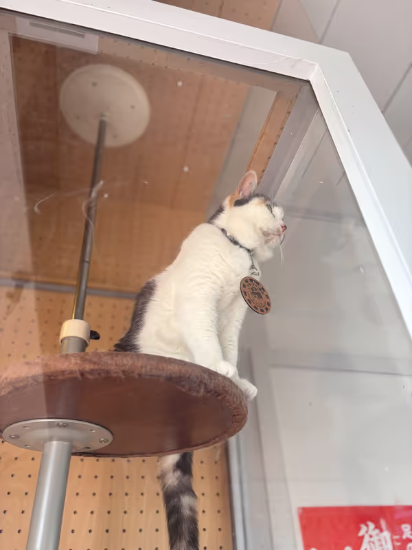 Wakayama Private Tour - Yontama Cat
