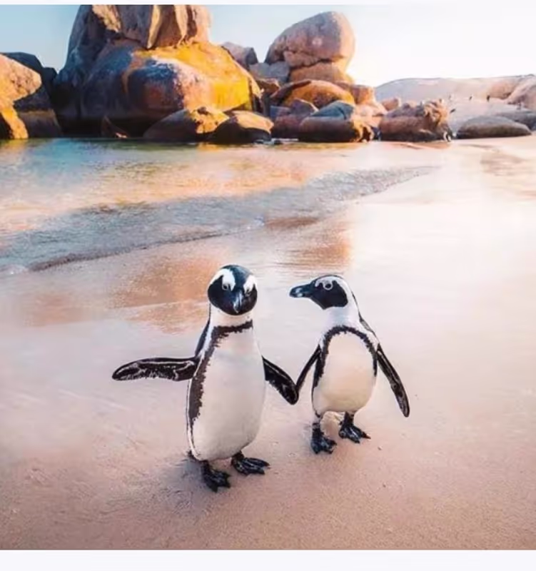 Cape Town Private Tour - 