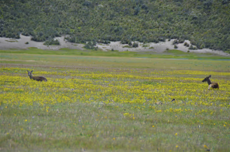 Cotopaxi Private Tour - White-tailed deer. Wildlife Cotopaxi