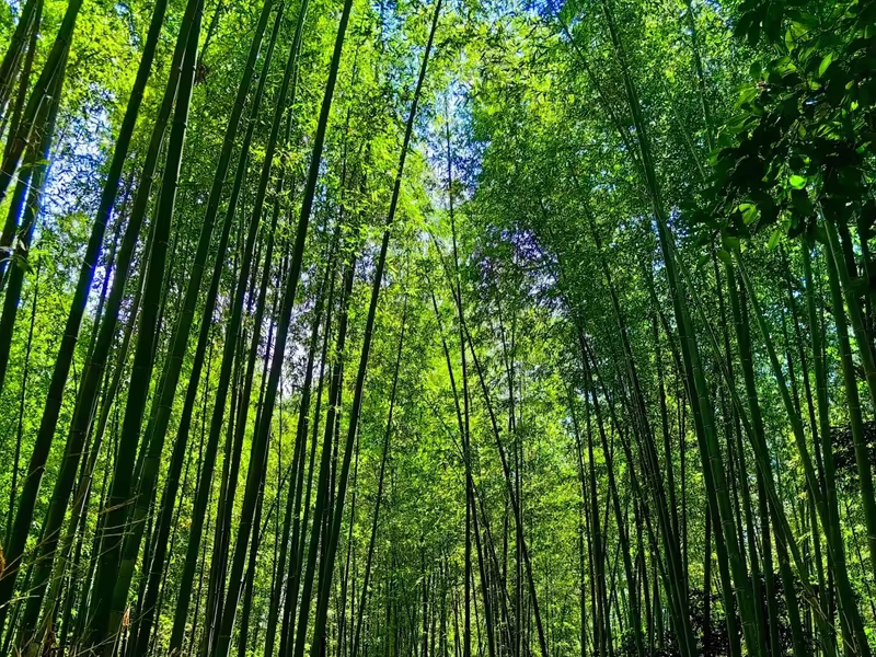 Kyoto Private Tour - Bamboo Forest