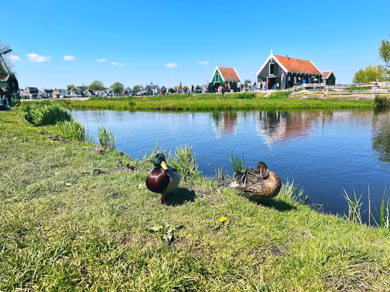 Amsterdam Private Tour - Cute ducks in Zaanse Schans