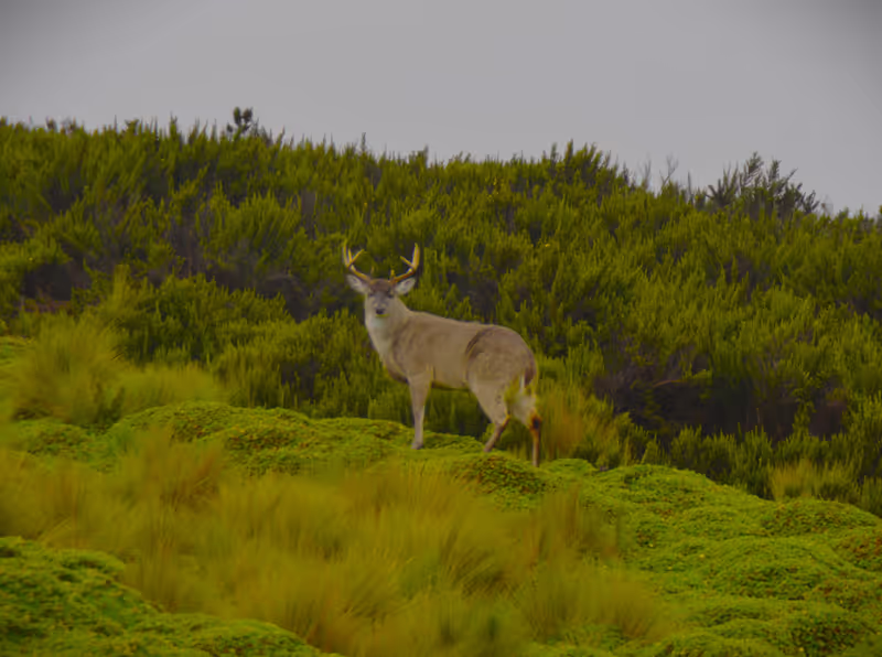Quito Private Tour - White-tailed deer