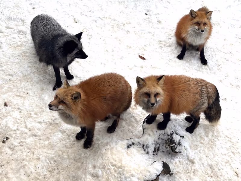 Miyagi Private Tour - semi-wild foxes