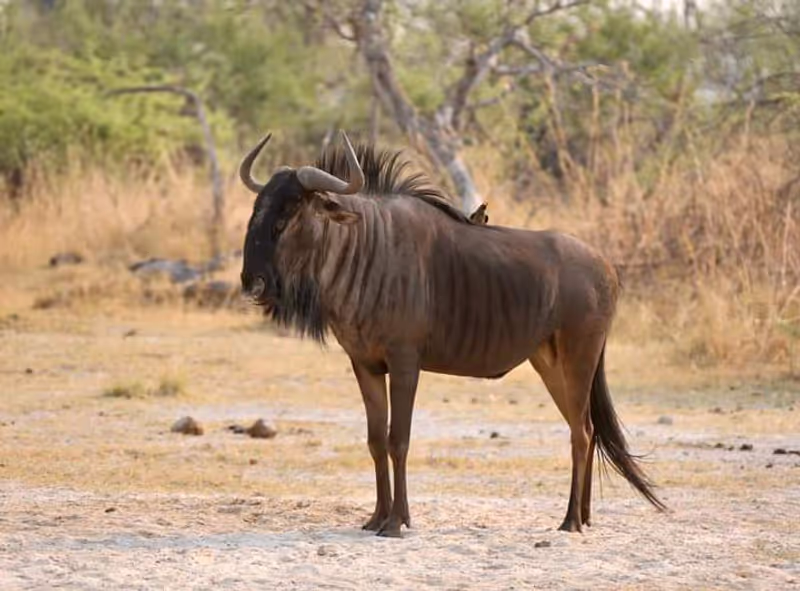 Victoria Falls Private Tour - 