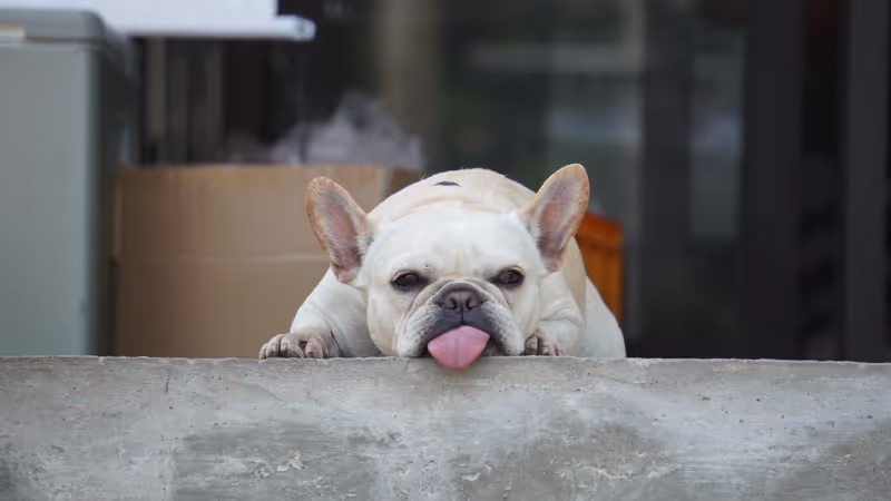 Miyagi Private Tour - Popular mascot dog BUBU