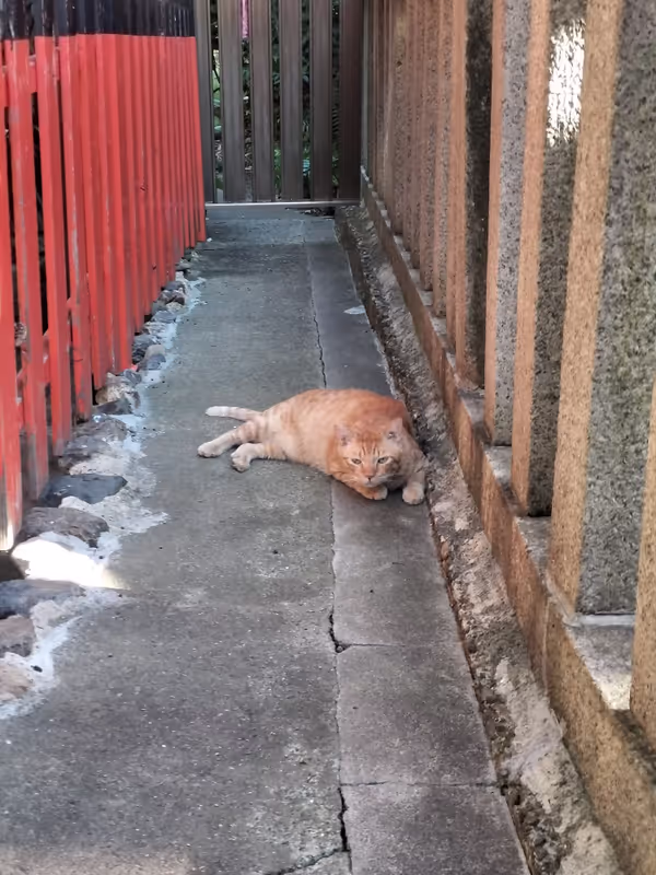 Kyoto Private Tour - 