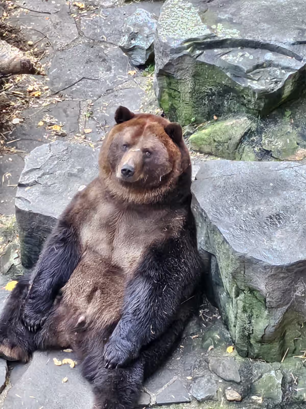Cesky Krumlov Private Tour - Bears in Cesky Krumlov