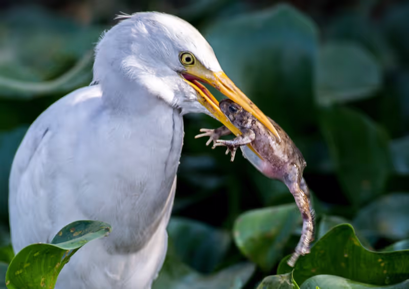 Cairo Private Tour - Cattle egret catch a frog