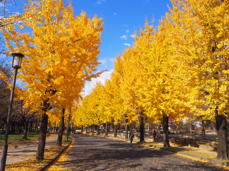 Osaka Private Tour - Autumn ginkgo trees