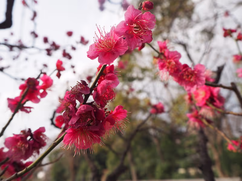 Osaka Private Tour - Plum blossoms in early spring