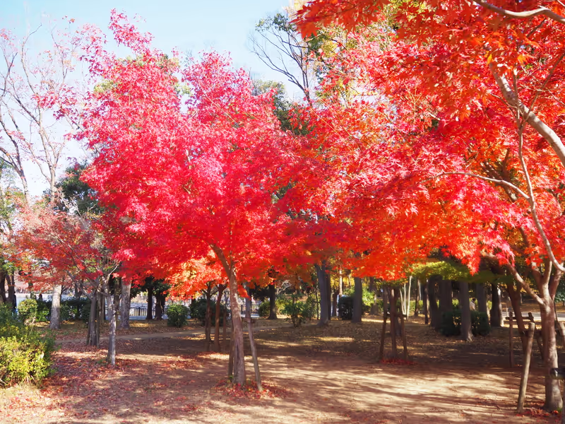 Osaka Private Tour - Autumn leaves