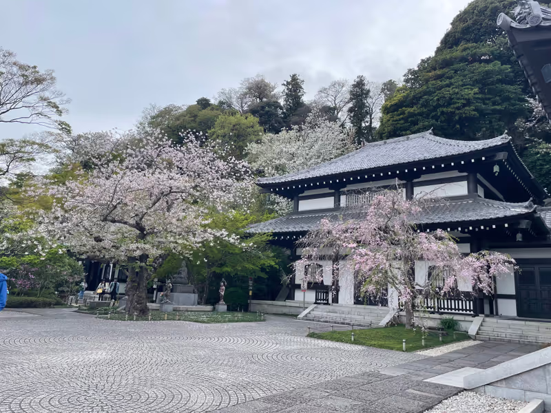Kamakura Private Tour - Hasedera in spring