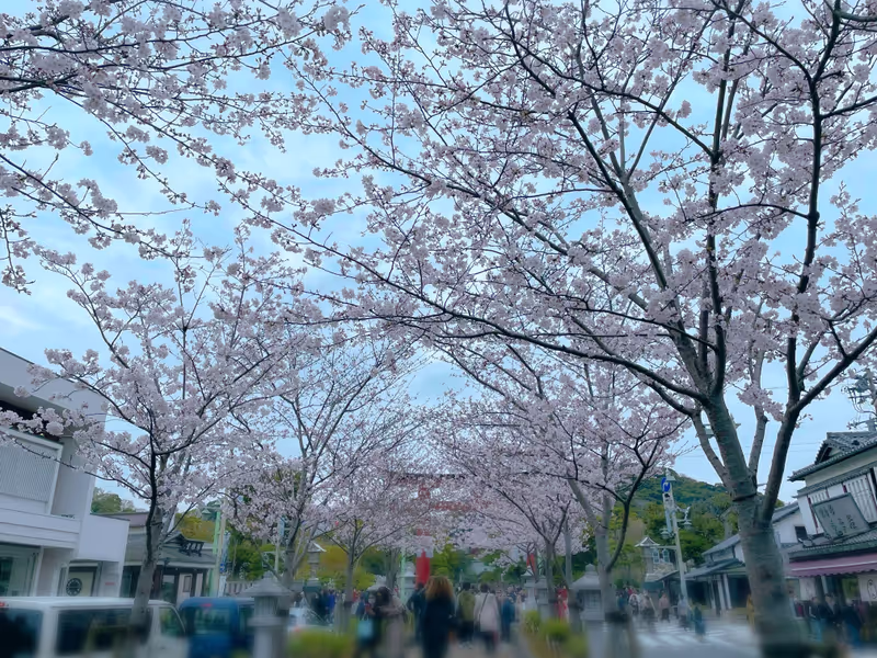 Kamakura Private Tour - Tsurugaoka Hachimangu spring