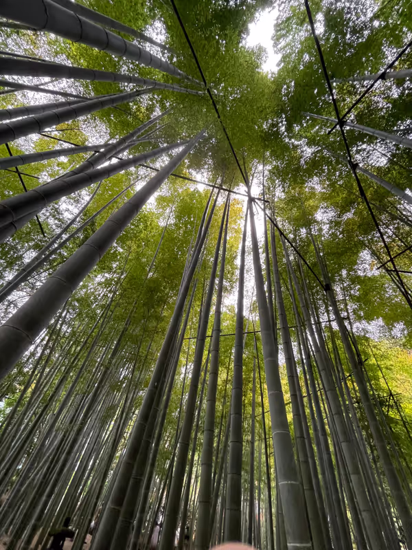 Kamakura Private Tour - Bamboo grove at Hokoku-ji Temple