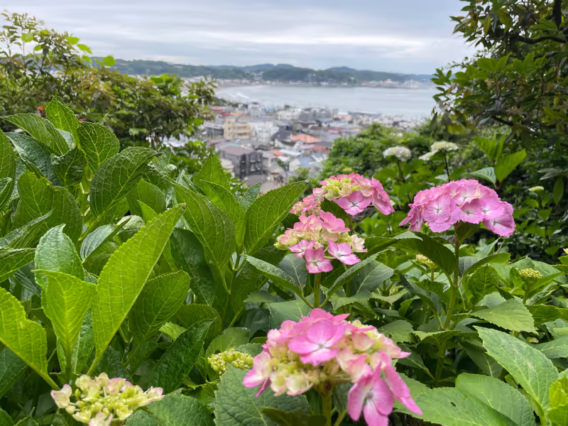 Kamakura Private Tour - Hydrangeas at Hase-dera, overlooking Kamakura