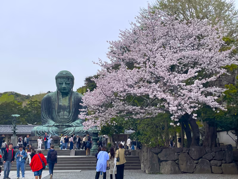 Kamakura Private Tour - Great Buddha in Spring