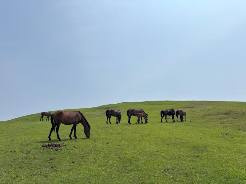 Miyazaki Private Tour - The native horse, Misaki Uma, at Cape Toi.