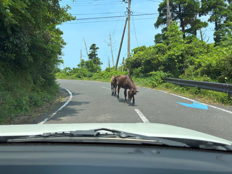 Miyazaki Private Tour - Drive around the cape, searching for the horse! Th