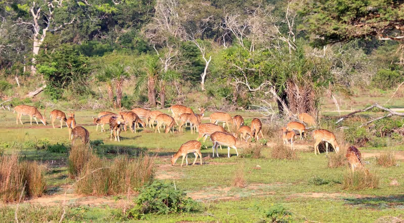 Trincomalee Private Tour - 