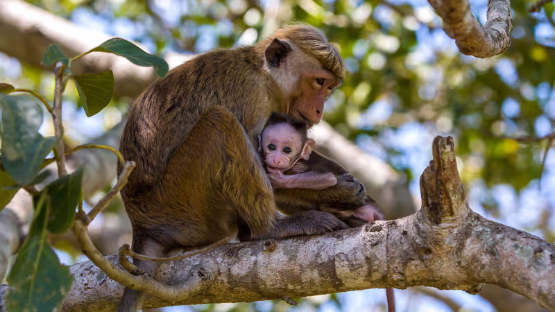 Trincomalee Private Tour - 