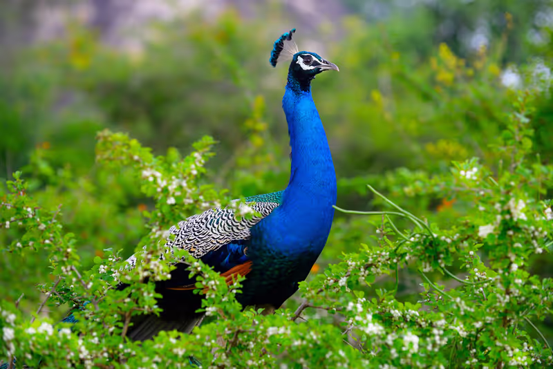 Trincomalee Private Tour - 