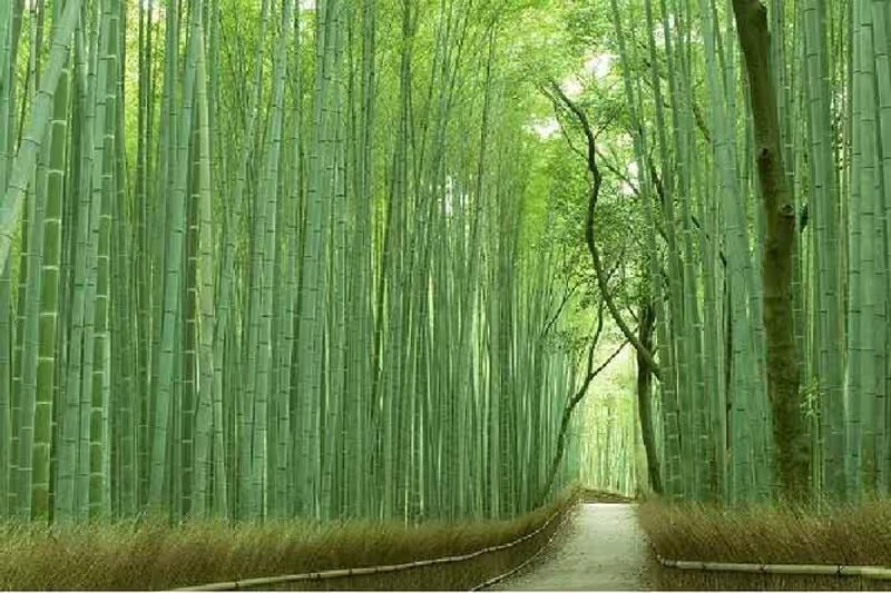 Kyoto Private Tour - 