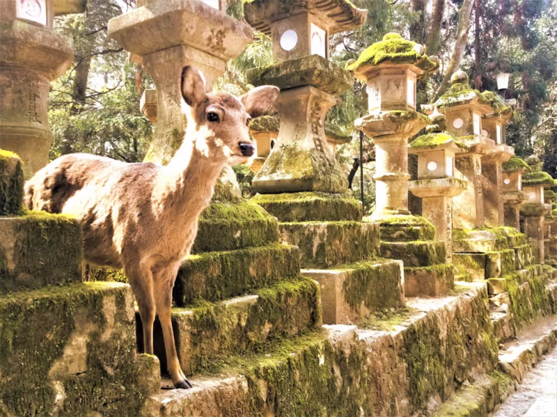 Nara Private Tour - 