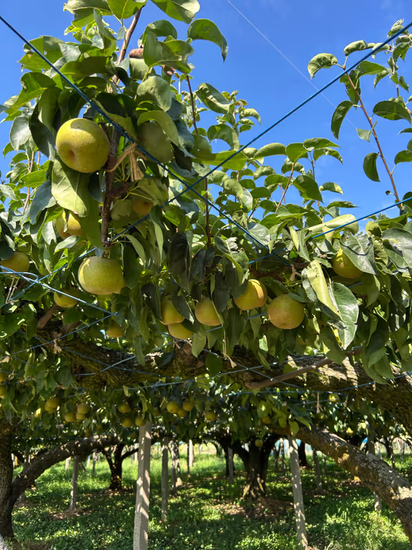 Toyama Private Tour - pear orchard