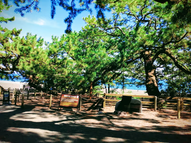 Shimizu Private Tour - Hagoromo Pine Trees