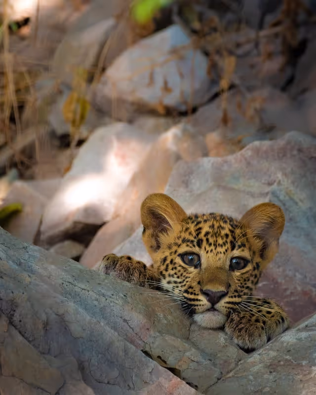 Jaipur Private Tour - Cub of Leopard
