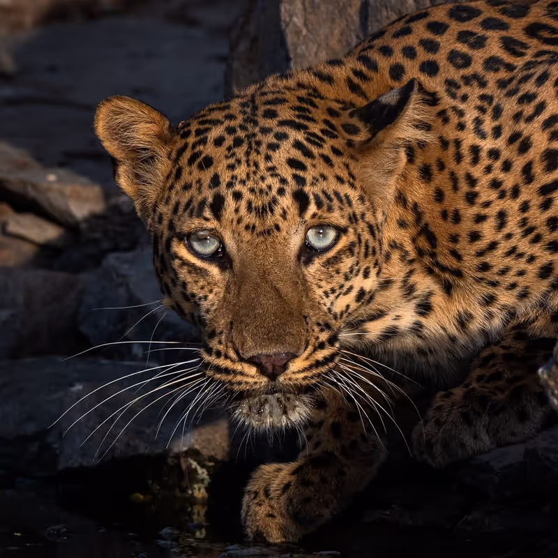 Jaipur Private Tour - Jhalana leopard Safari