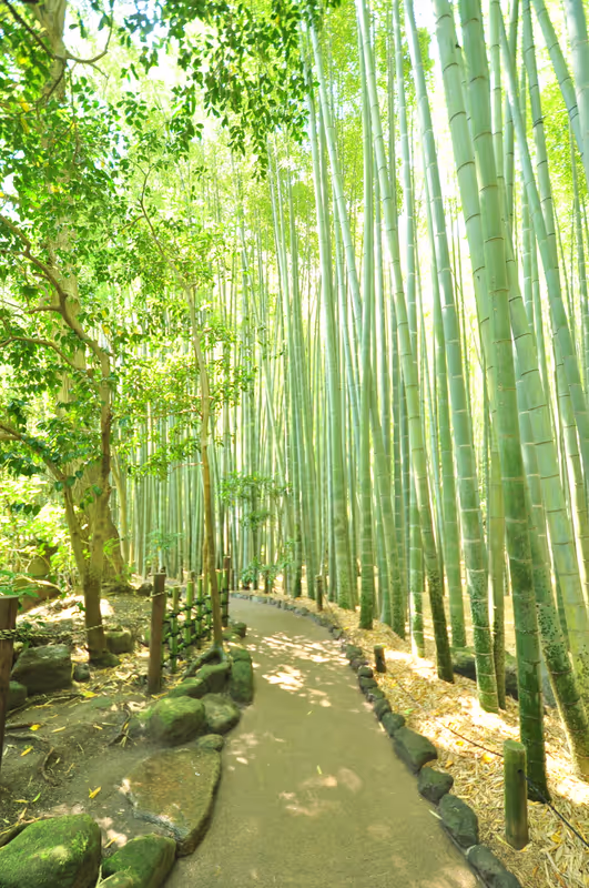 Kamakura Private Tour - Bambuswald